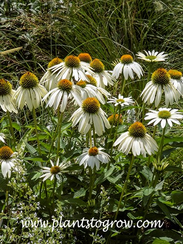 Virgin Coneflower (Echinacea purpurea)